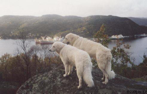 Kuvasz - Zucht Feh�r Cimbor�k