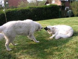 Kuvasz - Zucht Feh�r Cimbor�k