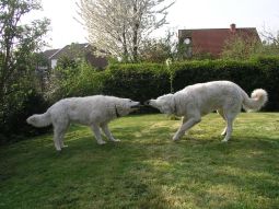 Kuvasz - Zucht Feh�r Cimbor�k