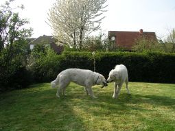 Kuvasz - Zucht Feh�r Cimbor�k