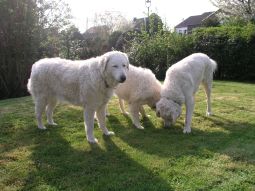 Kuvasz - Zucht Feh�r Cimbor�k