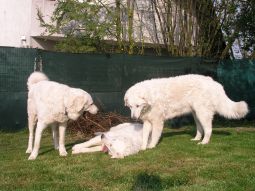 Kuvasz - Zucht Feh�r Cimbor�k