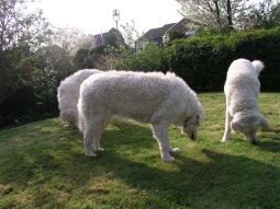 Kuvasz - Zucht Feh�r Cimbor�k