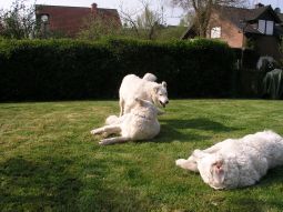 Kuvasz - Zucht Feh�r Cimbor�k