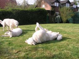 Kuvasz - Zucht Feh�r Cimbor�k