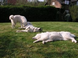 Kuvasz - Zucht Feh�r Cimbor�k