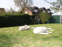 Kuvasz - Zucht Feh�r Cimbor�k