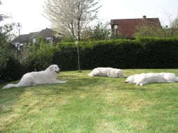 Kuvasz - Zucht Feh�r Cimbor�k