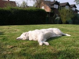 Kuvasz - Zucht Feh�r Cimbor�k