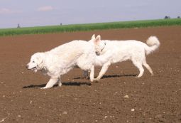 Kuvasz - Zucht Feh�r Cimbor�k