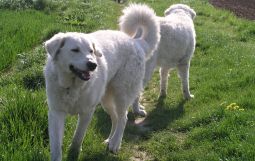 Kuvasz - Zucht Feh�r Cimbor�k