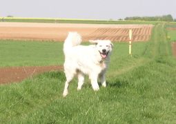 Kuvasz - Zucht Feh�r Cimbor�k