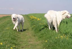 Kuvasz - Zucht Feh�r Cimbor�k