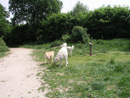 Kuvasz - Zucht Feh�r Cimbor�k