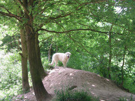 Kuvasz - Zucht Feh�r Cimbor�k