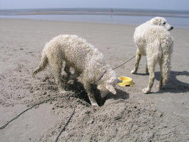 Kuvasz - Zucht Feh�r Cimbor�k