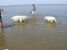 Kuvasz - Zucht Feh�r Cimbor�k