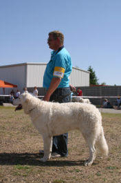 Kuvasz - Zucht Feh�r Cimbor�k