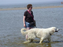 Kuvasz - Zucht Feh�r Cimbor�k