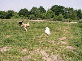 Kuvasz - Zucht Feh�r Cimbor�k