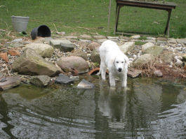Kuvasz - Zucht Feh�r Cimbor�k