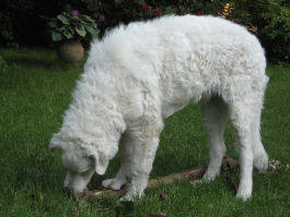 Kuvasz - Zucht Feh�r Cimbor�k