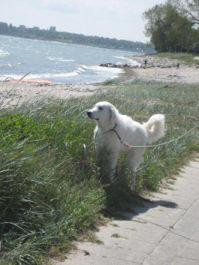 Kuvasz - Zucht Feh�r Cimbor�k