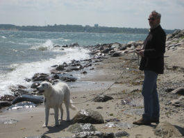 Kuvasz - Zucht Feh�r Cimbor�k