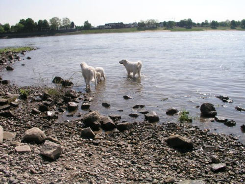 Kuvasz - Zucht Feh�r Cimbor�k