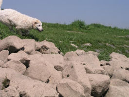 Kuvasz - Zucht Feh�r Cimbor�k