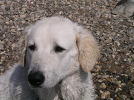 Kuvasz - Zucht Feh�r Cimbor�k