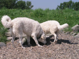 Kuvasz - Zucht Feh�r Cimbor�k