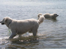 Kuvasz - Zucht Feh�r Cimbor�k