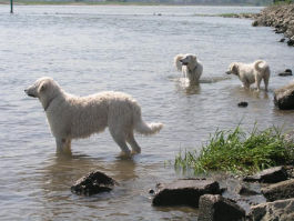 Kuvasz - Zucht Feh�r Cimbor�k