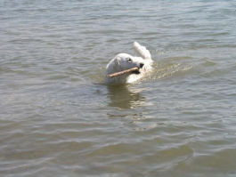 Kuvasz - Zucht Feh�r Cimbor�k