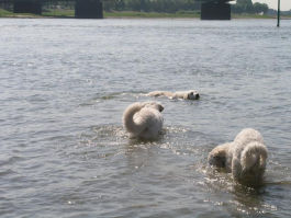 Kuvasz - Zucht Feh�r Cimbor�k