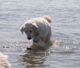 Kuvasz - Zucht Feh�r Cimbor�k