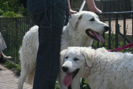 Kuvasz unterwegs