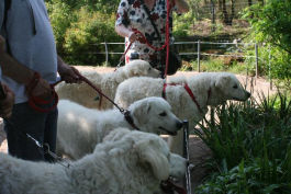 Kuvasz unterwegs