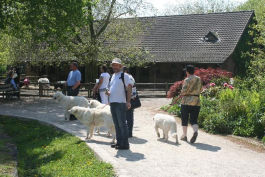 Kuvasz unterwegs
