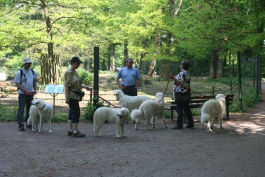 Kuvasz unterwegs