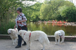Kuvasz unterwegs