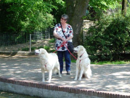 Kuvasz unterwegs