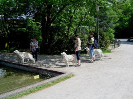 Kuvasz unterwegs