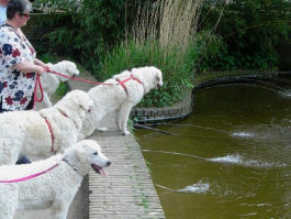 Kuvasz unterwegs