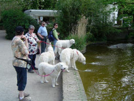 Kuvasz unterwegs