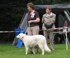 Kuvasz Ausstellungen aktuell