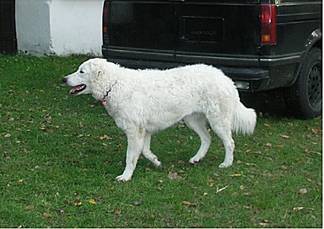 Kuvasz Ausstellungen aktuell