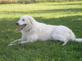 Kuvasz Ausstellungen aktuell