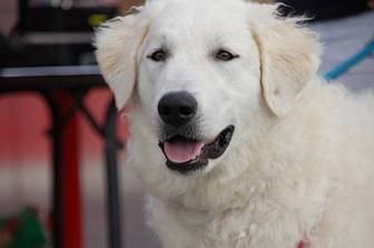 Kuvasz Ausstellungen aktuell